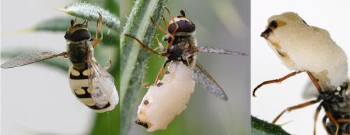 Réf. 207 421 : Eupeodes sp.