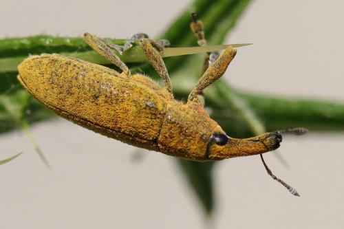 Réf. 207 423 : Lixus pulverulentus