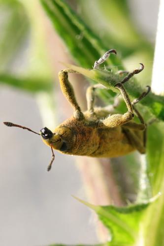 Lixus pulverulentus