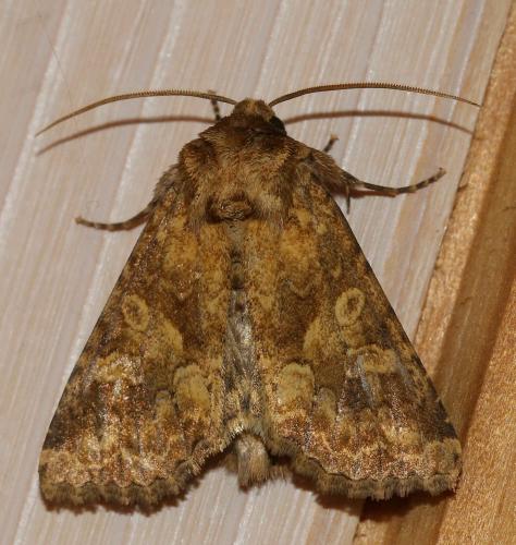 Réf. 207 631 : Conisania luteago