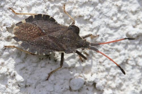 Réf. 207 488 : Enoplops scapha