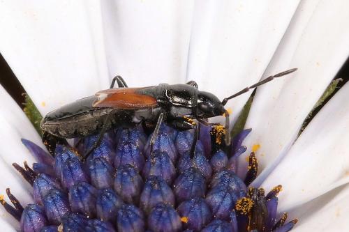 Réf. 207 490 : Pterotmetus staphyliniformis