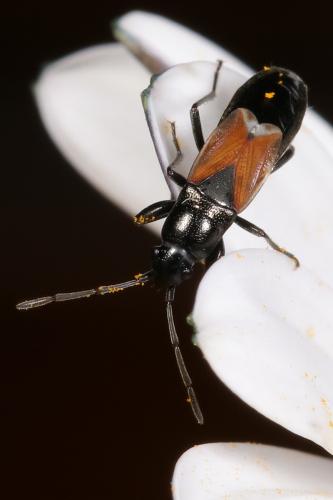 Réf. 207 489 : Pterotmetus staphyliniformis