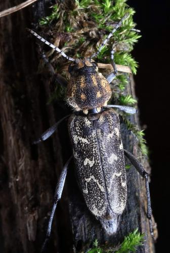 Réf. 207 611 : Xylotrechus rusticus