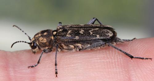 Réf. 207 610 : Xylotrechus rusticus