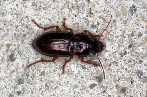 Réf. 207 813 : Harpalus rubripes