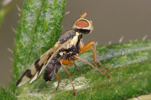 Réf. 207 810 : Urophora stylata