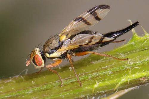 Réf. 207 814 : Urophora stylata