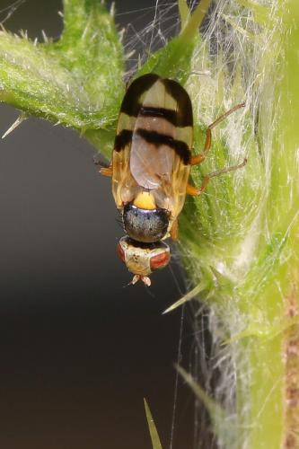 Réf. 207 812 : Urophora stylata
