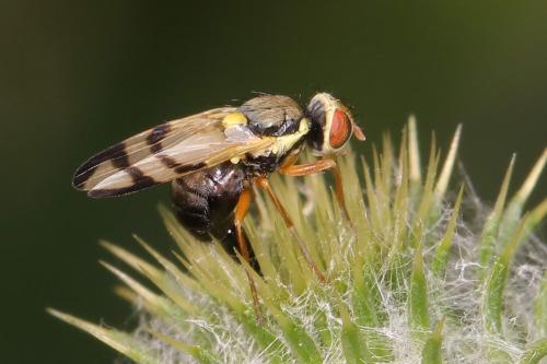 Réf. 207 815 : Urophora stylata
