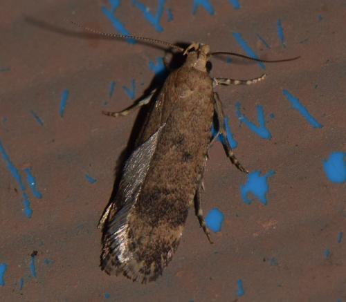 Pexicopia malvella