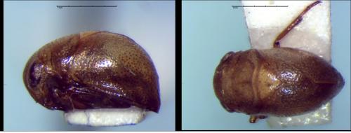 Neoplea striola