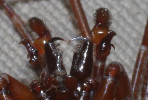 Dasumia laevigata
