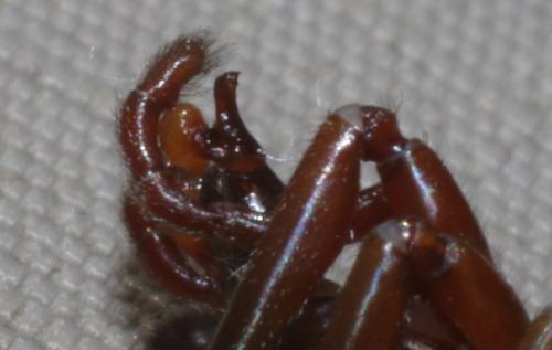 Réf. 207 426 : Dasumia laevigata