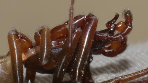 Dasumia laevigata