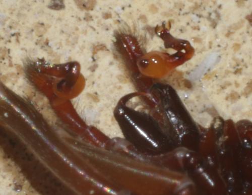 Réf. 207 335 : Dasumia laevigata