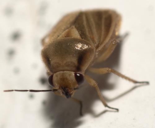 Réf. 207 606 : Strongylocoris obscurus