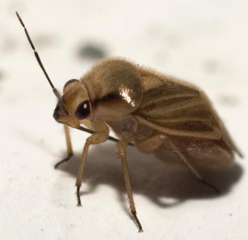 Réf. 207 605 : Strongylocoris obscurus