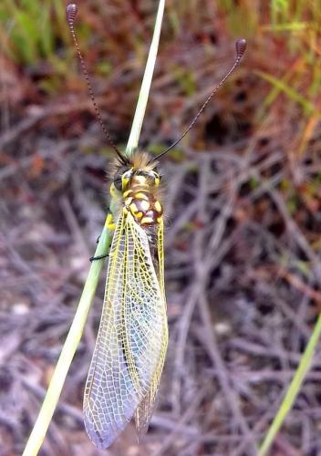 Libelloides ictericus