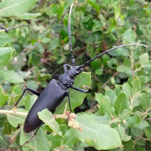 Réf. 207 063 : Cerambyx cerdo