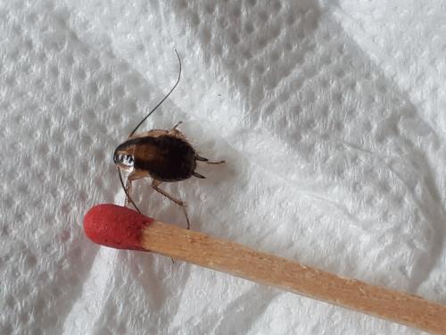 Blattella germanica