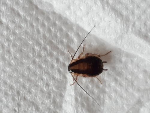 Blattella germanica