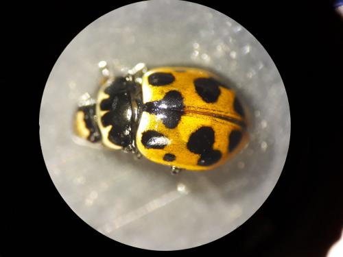 Réf. 207 635 : Ceratomegilla notata