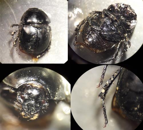 Trypocopris sp.