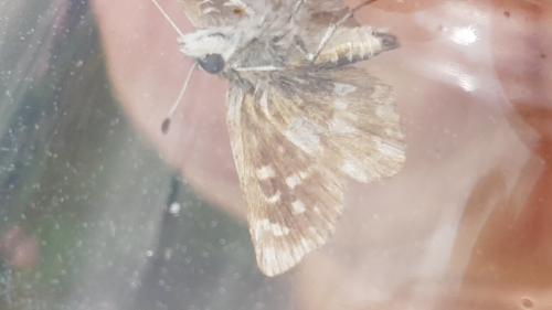 Réf. 207 351 : Spialia sertorius