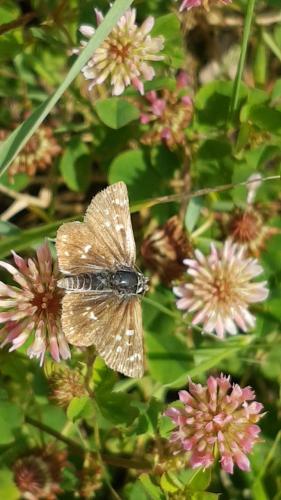 Réf. 207 350 : Spialia sertorius