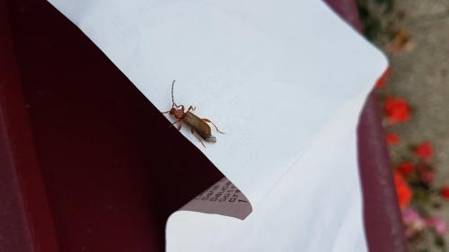 Phymatodes testaceus