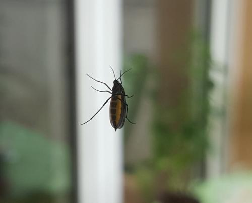 Sciara sp.
