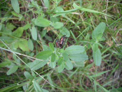 Réf. 207 392 : Phyllopertha horticola