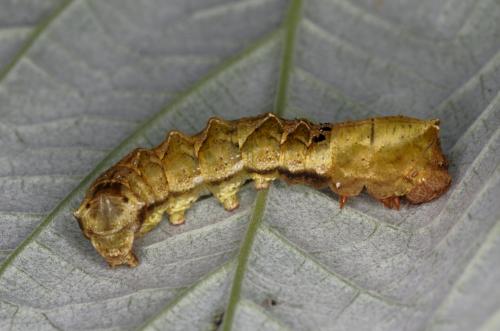 Réf. 207 076 : Thyatira batis
