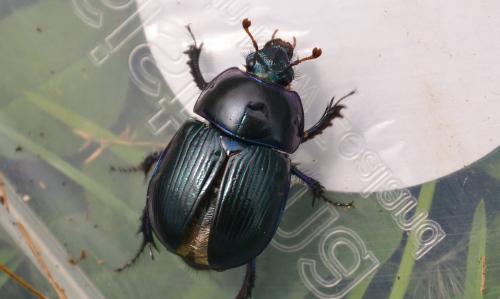 Geotrupes stercorarius