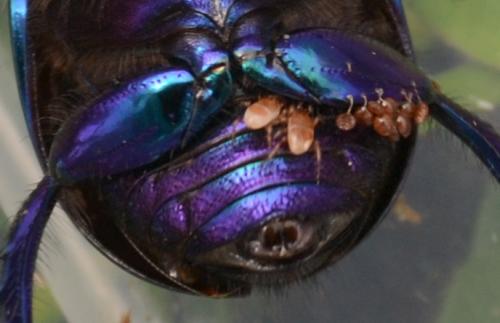 Geotrupes stercorarius