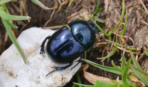 Réf. 207 233 : Trypocopris pyrenaeus