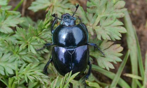 Réf. 207 234 : Trypocopris pyrenaeus