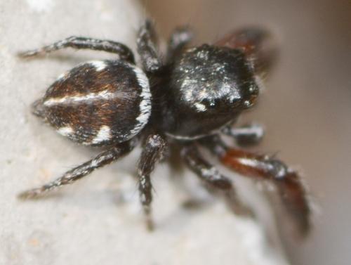 Pellenes nigrociliatus