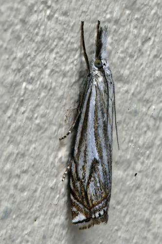 Réf. 207 264 : Crambus lathoniellus