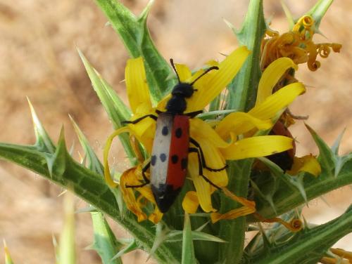 Réf. 207 841 : Mylabris quadripunctata