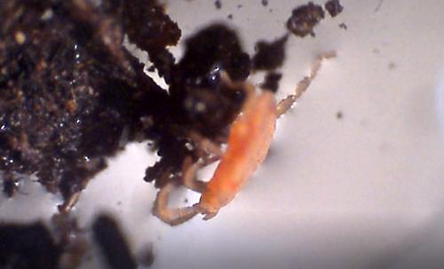 Réf. 207 532 : Smaris squamata