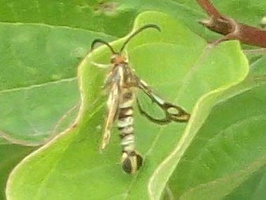 Chamaesphecia sp.