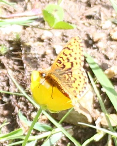 Boloria euphrosyne