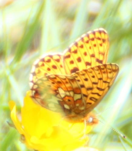 Boloria euphrosyne