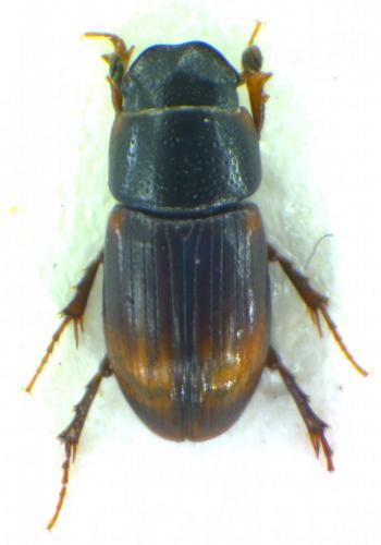Phalacronothus biguttatus