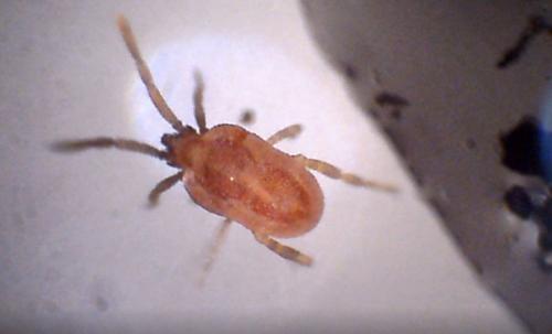 Réf. 207 531 : Smaris squamata