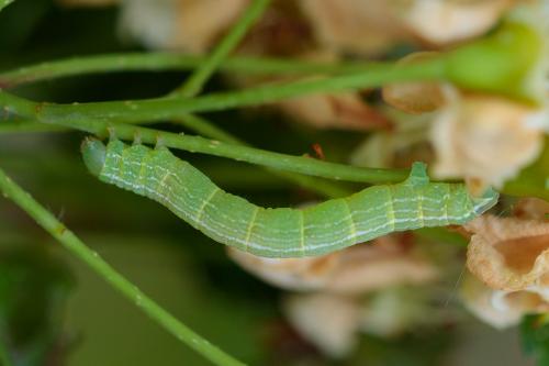 Theria rupicapraria