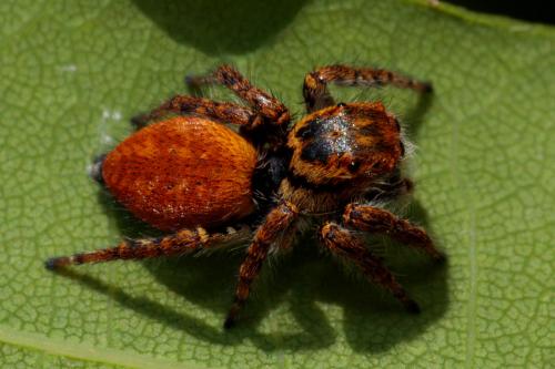 Réf. 207 017 : Carrhotus xanthogramma