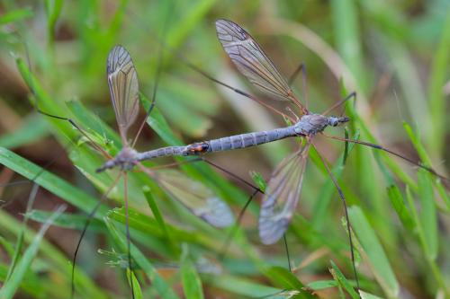 Tipula luna